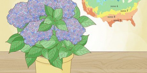 Plant 'n hortensia
