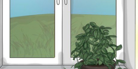 Laat 'n hoya-plant blom