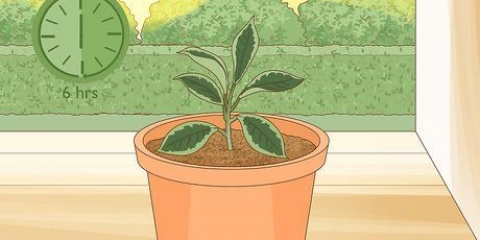 Sorg vir 'n hoya-plant