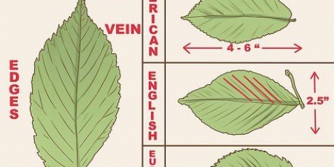 Herken 'n elm