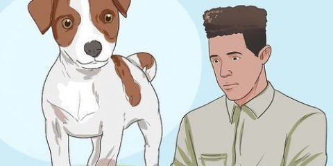 Een jack russell terrier gelukkig hou