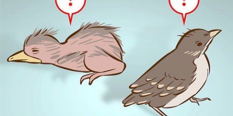 'N jong vogeltje help wat uit 'n nest gevalle is