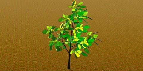 Oorplanting van 'n jong boom