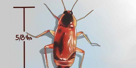 Herken 'n kakkerlak