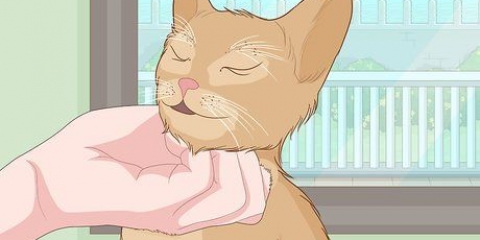 Een kat aaien