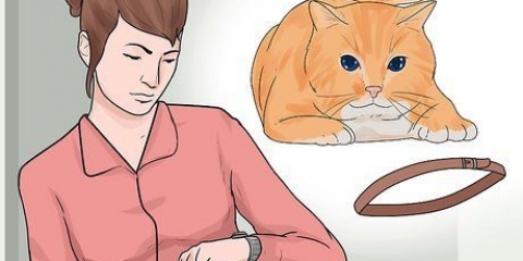 Een kat 'n halsband om te doen
