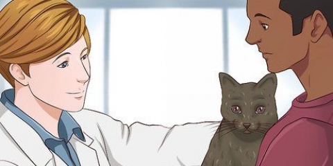 Een kat kalmerende middelen gee