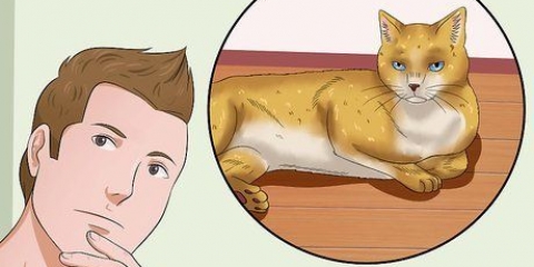 Een kat knuffelen