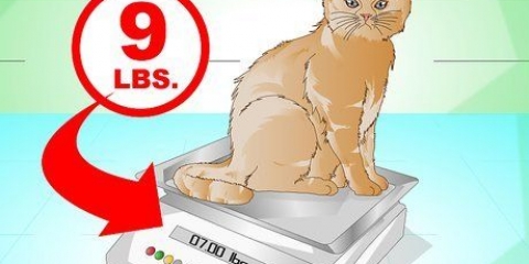 Een kat laten aankomen