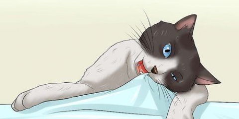 Een kat laat ophouden met kauwen