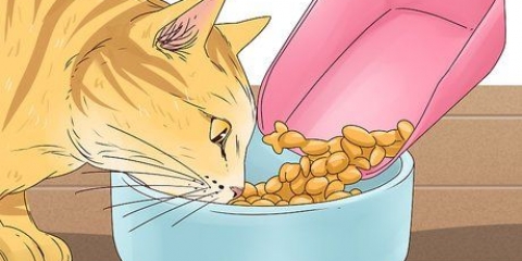 Een kat laten stoppen met mauwen