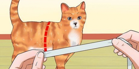 Een kat leer aan die riem te loop
