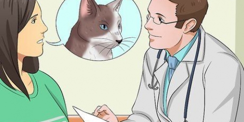 Een kat medicijnen toedienen