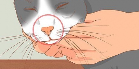 Een kat met 'n verstopte neus behandel