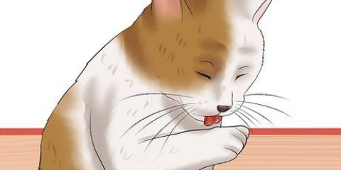 Een kat op vlooien kontroleer