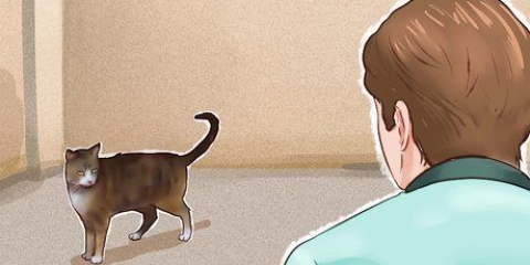 Een kat maak