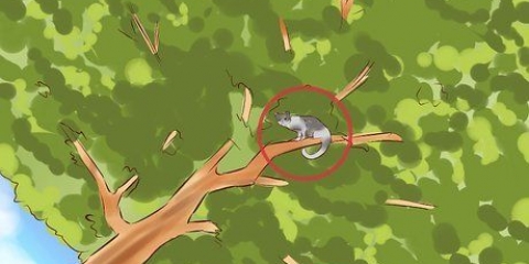Een kat uit 'n boom haal