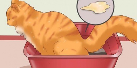 Een kat van constipatie genezen