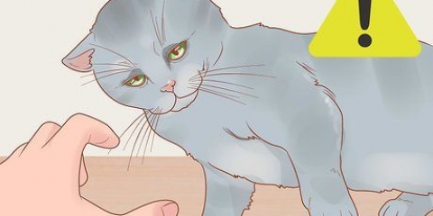 Een kat vashouden