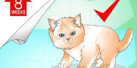 Een katje in slegte doen