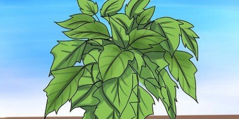 Hou 'n poinsettia lewendig tot volgende kersfees