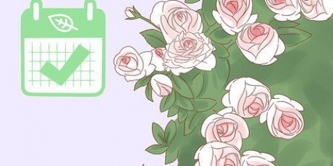 Plant 'n klimroos