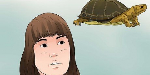 Een landschildpad versorgen