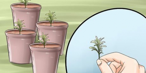 Deel 'n laventelplant