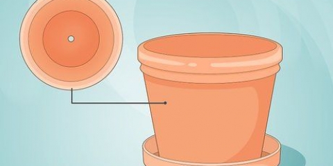 Versorging van 'n lipstiffieplant