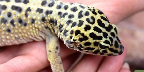 Een luipaardgekko wil nie versorgen nie