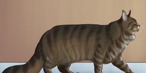Een maine coon identifiseer