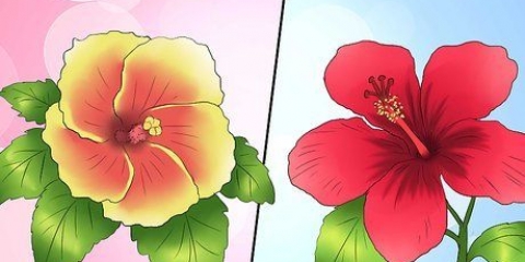 Wintermaak 'n meerjarige hibiskus