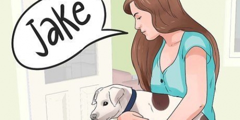 Een naam verzinnen vir jou hondjie van hond