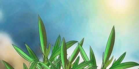 Snoei 'n oleander