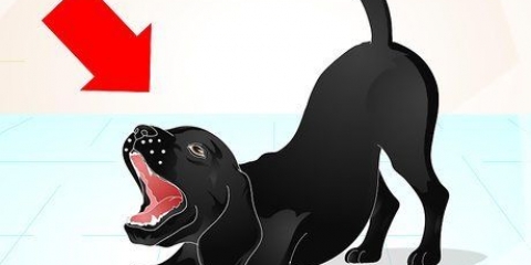 Een ondeugende labrador trainen