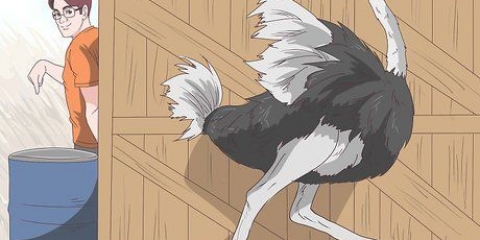 Een ontmoeting met 'n struisvogel oorleef