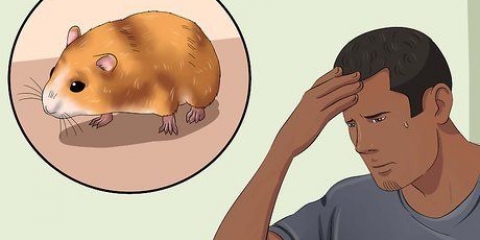 Een ontsnapte hamster vangen
