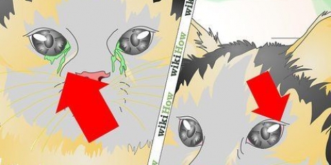 'N ooginfeksie by 'n kat behandel