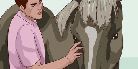 Een paard beleren