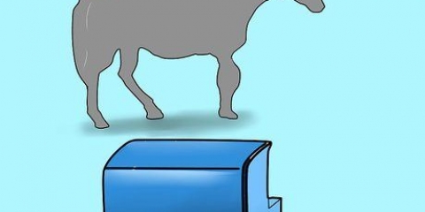 Een paard bestijgen