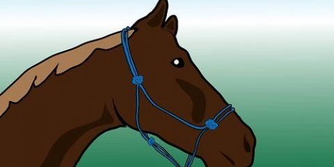 Een paard borstelen