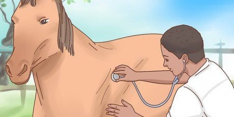 Een paard laten aankomen
