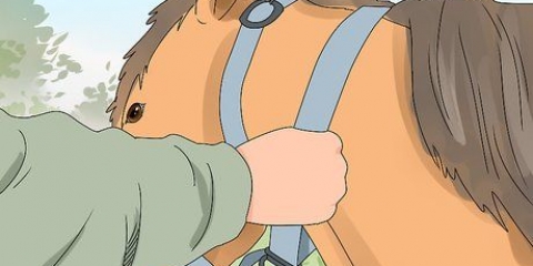 Een paard optuigen