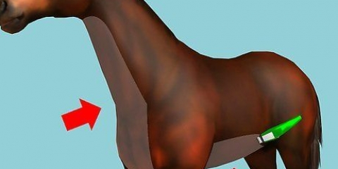 Een paard scheren