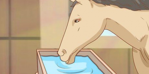 Een paard voer