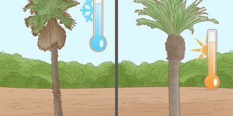 Plant 'n palmboom