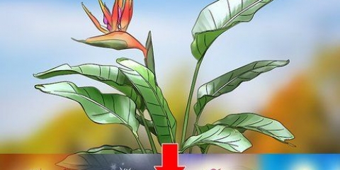 Snoei 'n paradys pleister plant