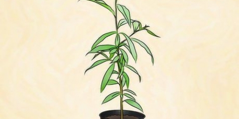 Plant 'n perskeboom