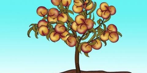 Snoei 'n perskeboom