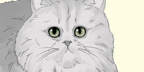 Een perzische kat identifiseern